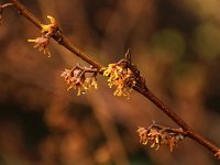 Hamamelis vernalis f tomatella 2016 01 23 9079